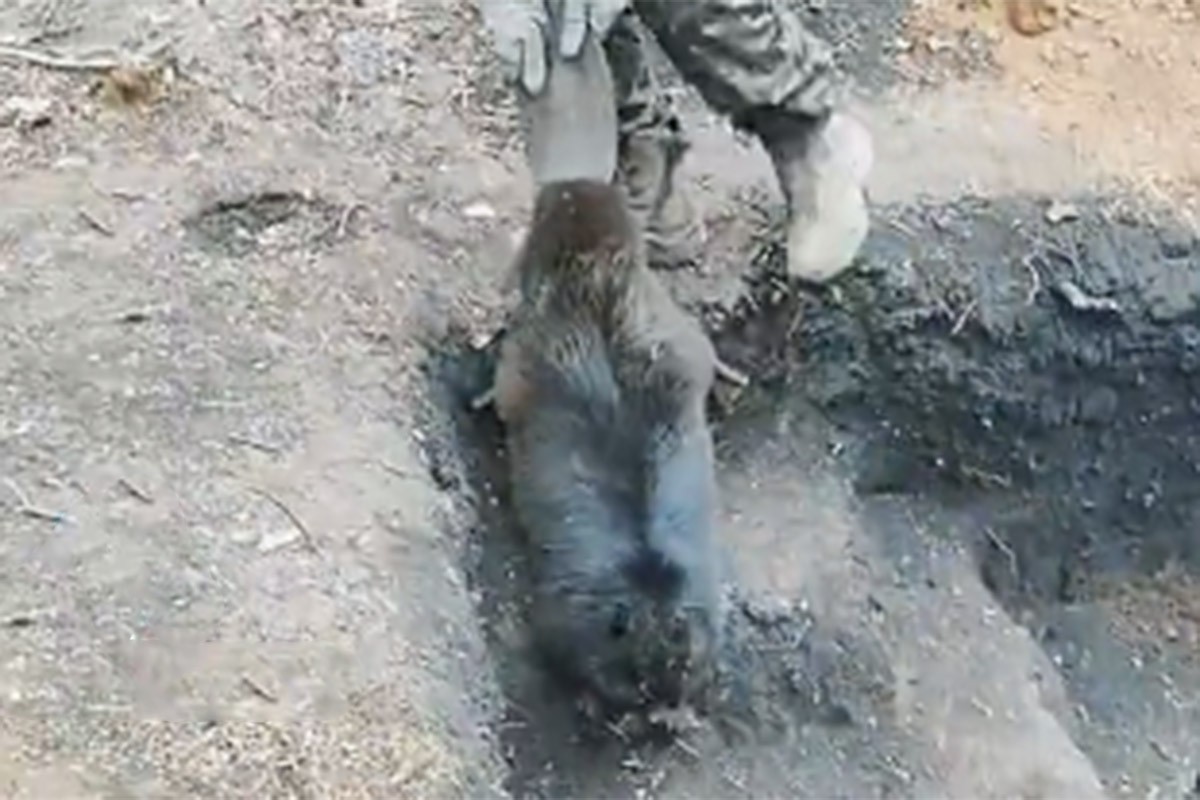 Glodar napravio pometnju u ukrajinskom rovu, izbace ga, a on se vrati (VIDEO)