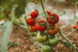 Biljke mogu da "urlaju", čuju ih insekti i životinje