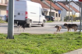 Psi izgrizli muškarca (65)