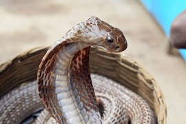 Kobra ujela dječaka pa on uzvratio: Mališan preživio, zmija nije