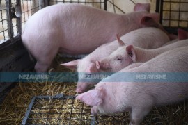 Preprodavci dižu cijenu prasića do 15 KM po kg