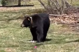 Medvjed u misiji sakupljanja uskršnjih jaja (VIDEO)
