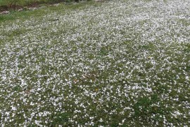 Nevrijeme pogodilo Teslić i okolinu, pao grad veličine oraha (FOTO)