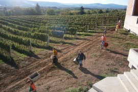 U Kruharima niče vinograd na 30 dunuma