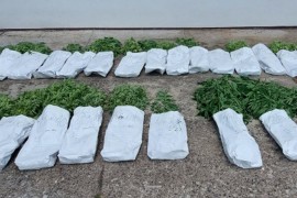 Supružnicima tri godine zatvora zbog uzgoja 302 stabljike indijske ...