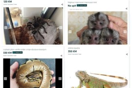 Cvjeta crno tržište egzotičnih životinja u BiH: Na internetu piton ...