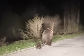 Medvjedica s mečetom fotografisana na putu