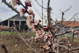 Hladno proljeće i česti mrazevi prouzrokovali probleme voćarima