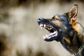 Muškarac puškom ubio svog psa nakon što ga je on napao