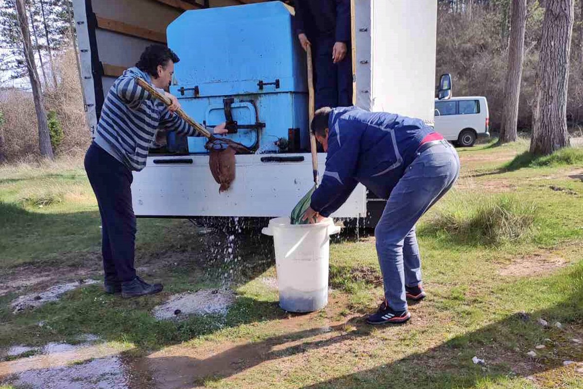 Ubacili 100.000 komada potočne pastrmke