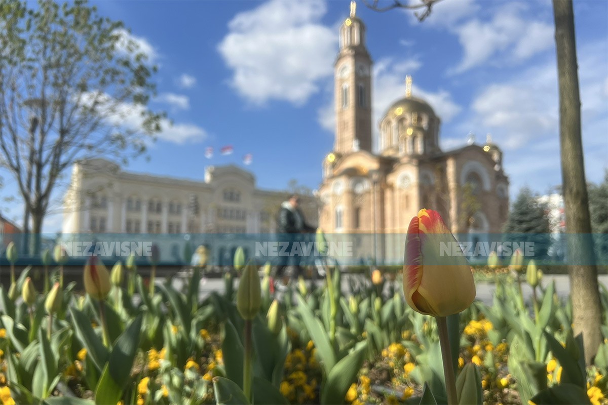 Banjaluku krase tulipani "Banjaluka"