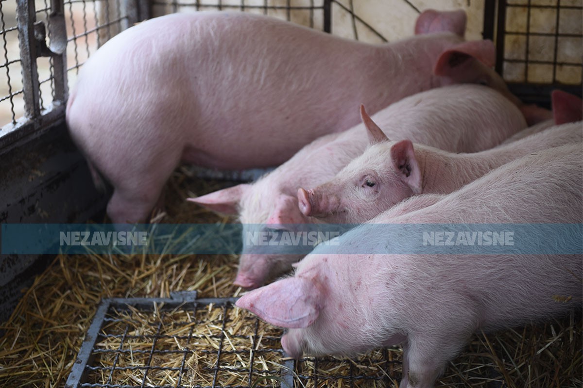 Preprodavci dižu cijenu prasića do 15 KM po kg