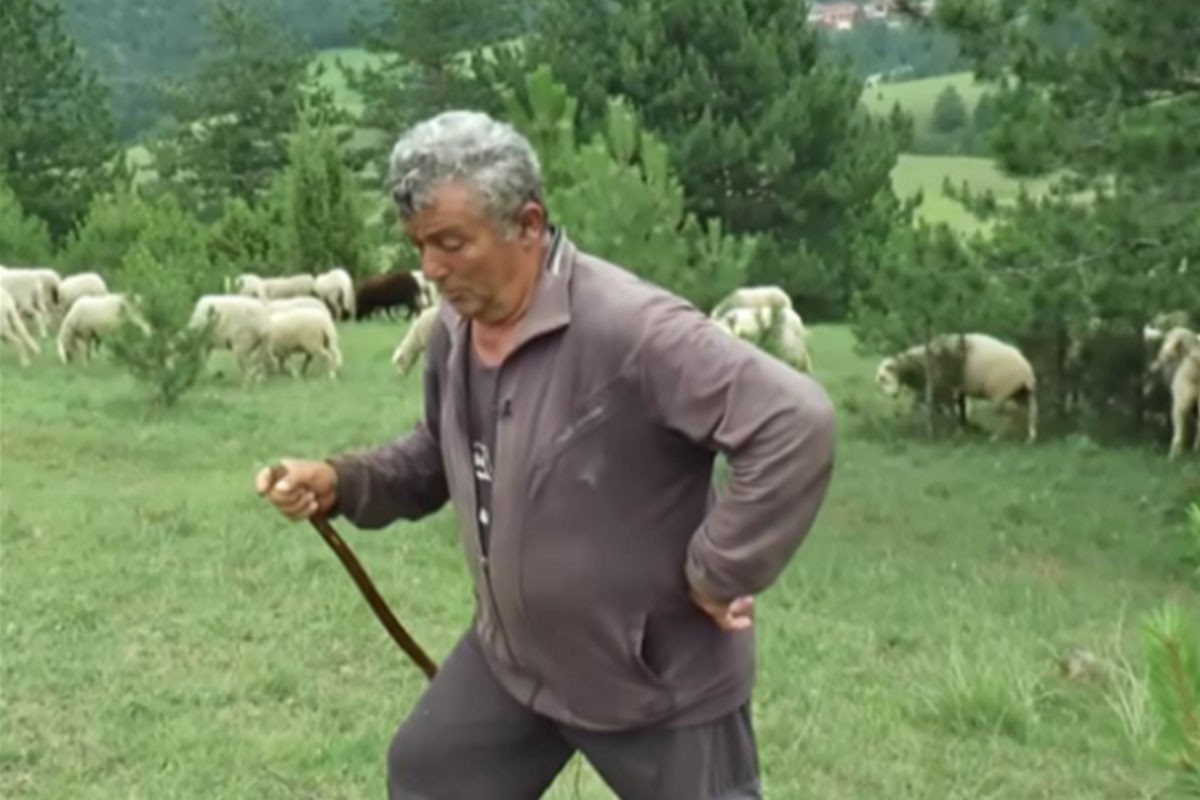 Pastir čuvajući ovce zaradi kao predsjednik opštine