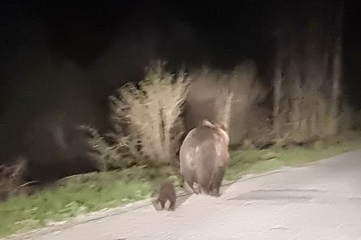 Medvjedica s mečetom fotografisana na putu