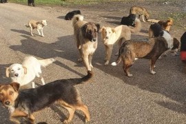 Psi lutalice nasrću na ljude, hitno zasjedalo Gradsko vijeće