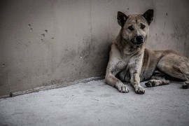 Od danas drastične kazne za zlostavljanje životinja u Hrvatskoj