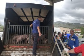 Trebinjski poljoprivrednici dobili 135 prasića za tov