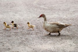 Poginuo dok je pomagao pačićima da pređu ulicu