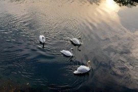 Beogradski zoo-vrt poklonio Trebinju četiri labuda