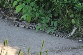Piton se pojavio na stadionu dok su djeca imala trening, uhvatio ga ...