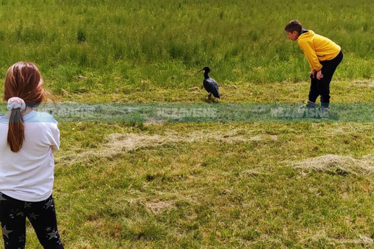 Izuzetno rijetka ptica sletjela na banjalučki stadion (VIDEO)