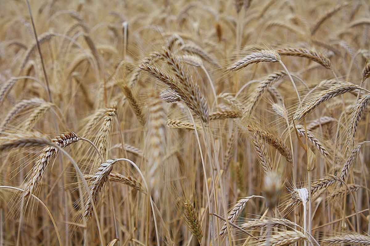 Nove sankcije Rusiji usmjerene na žito i energetiku