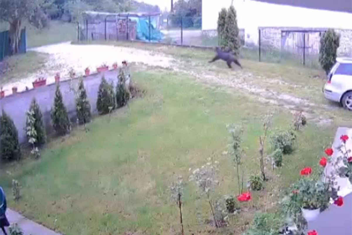 Medvjed protrčao kroz dvorište (VIDEO)