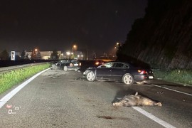 Divlje svinje izazvale dvije nezgode na autoputu, jedna osoba ...