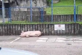 Svinja zavezana na parkingu policije (VIDEO)