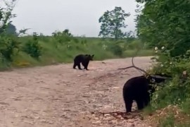 Sve češći susreti ljudi i medvjeda u blizini naselja