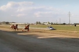 Najbolji konj Nikole Jokića u finišu izgubio trku za pehar (VIDEO)