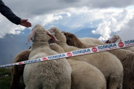 Banjalučani osumnjičeni da su ukrali jagnjad