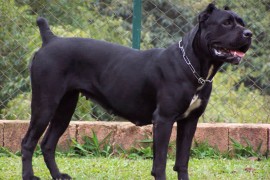 Cane Corso napao maloljetnu osobu u Banjaluci