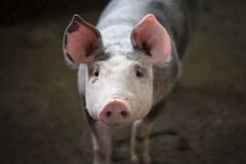 Afrička kuga svinja zatvara sajmove i pijace u Bijeljini