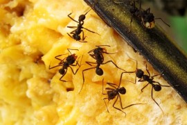 Kako se na prirodan način riješiti mrava u kući