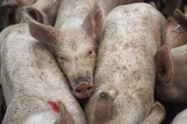 Afrička svinjska kuga zatvara sve stočne pijace u Srpskoj
