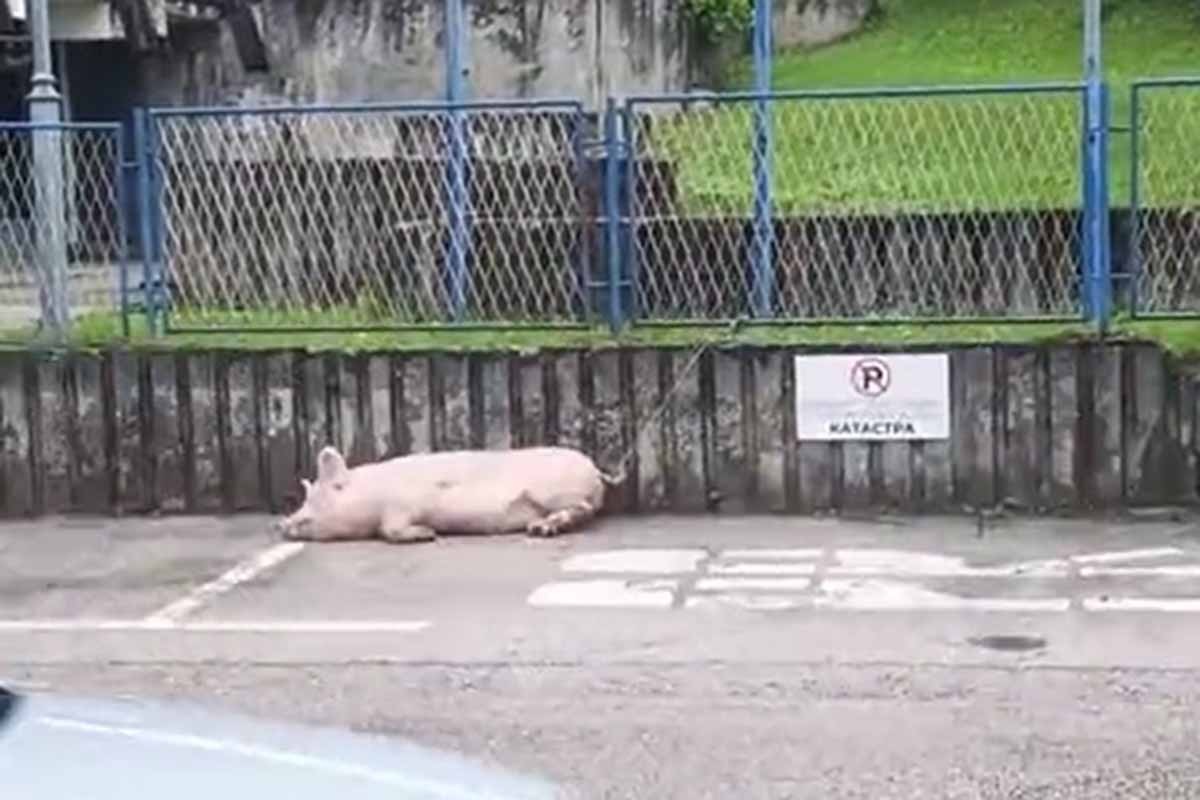Svinja zavezana na parkingu policije (VIDEO)
