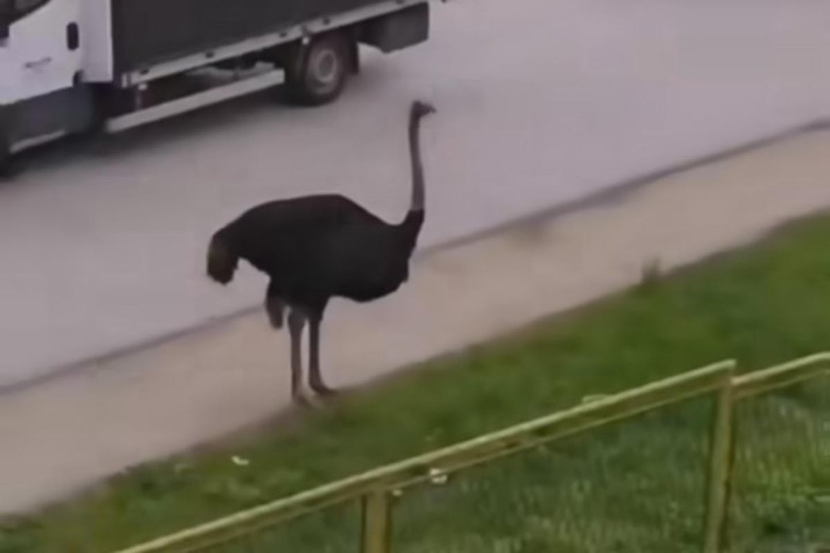 Noj šetao ulicama Gračanice (VIDEO)