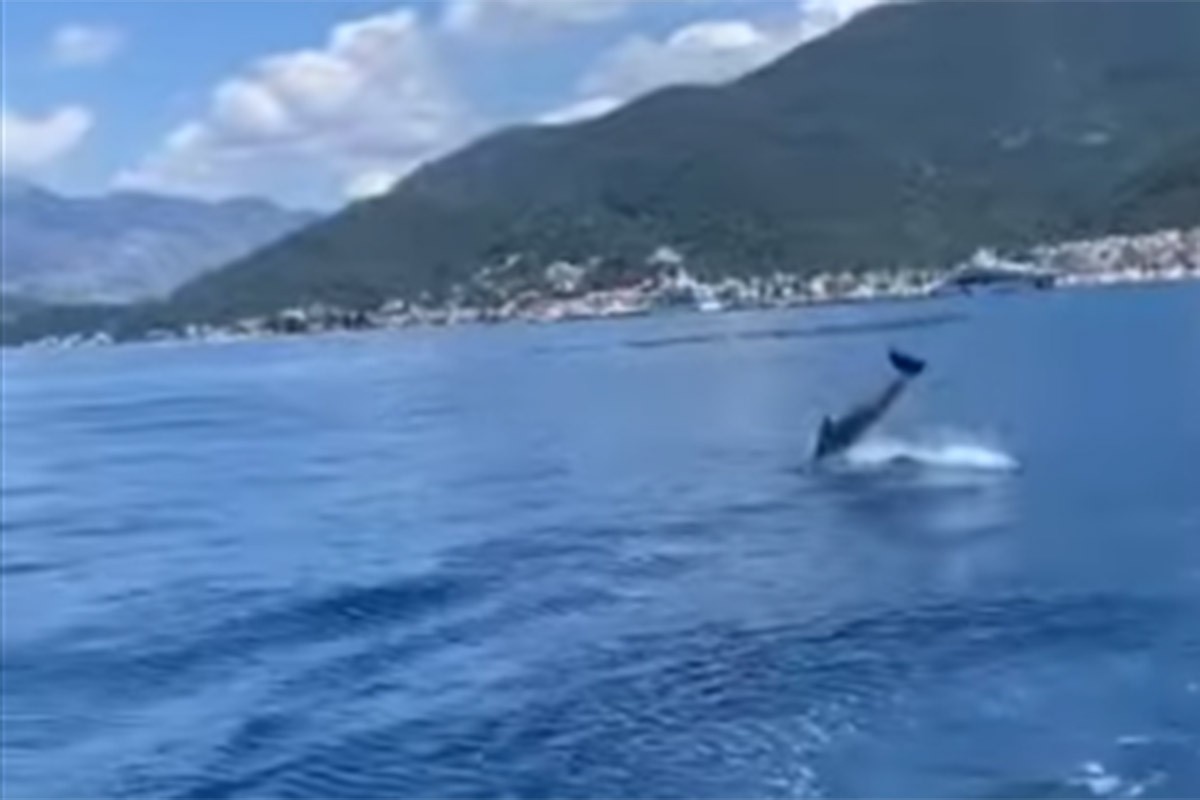 Delfin snimljen u Tivatskom zalivu (VIDEO)