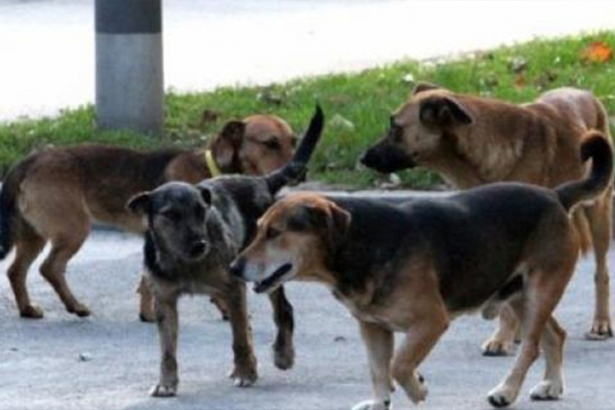 U "Banji Vrućica" zabrinuti za bezbjednost: Psi lutalice se slobodno kreću po našoj ustanovi
