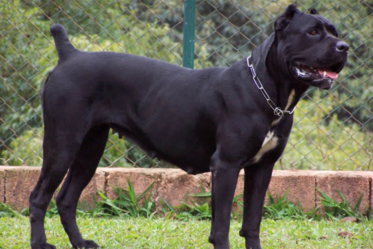 Cane Corso napao maloljetnu osobu u Banjaluci