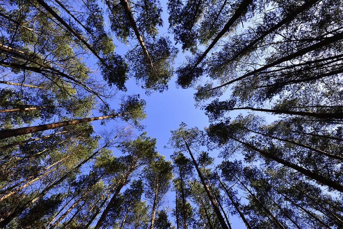 Astra Zeneka ulaže 400 miliona dolara za sadnju 200 miliona stabala do 2030.