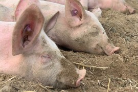 Afrička kuga svinja potvrđena na 42 imanja u Srpskoj