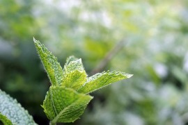 Zasadite nanu, lijepa je, miriše, a odbija i insekte