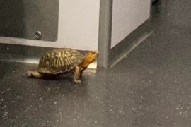 Kornjača ide na posao javnim prevozom (FOTO)