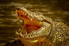 Aligator ubio ženu (69) pa čuvao njeno tijelo