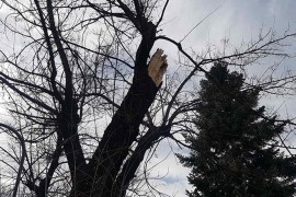 Oluja u Kruševcu lomila grane i skidala crijepove (VIDEO)