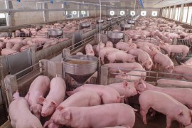 Nova žarišta afričke kuge u Srpskoj