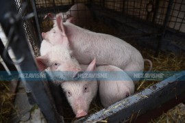 Košarac traži od Savjeta ministara milion KM za saniranje štete od ...