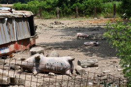 Traže radnike za utovar eutanaziranih svinja, pogledajte kolika je ...
